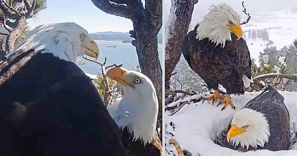 Doting Eagle Doing Everything He Can To Please His Wife, Now Watch The Hidden Camera Footage
