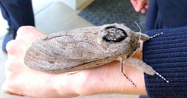 Gigantic Moth So Big It Can Barely Fly Discovered At School In Australia