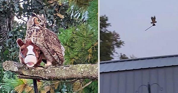Owl Steals Child's Toy Hobby Horse, Flies Like Witch On Broomstick