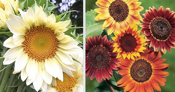 10 Most Beautiful White Sunflower Varieties