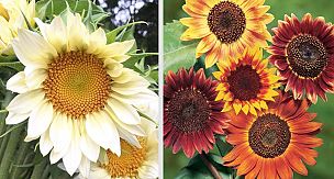 10 Most Beautiful White Sunflower Varieties