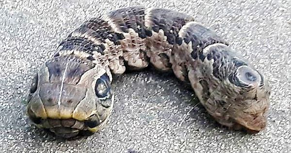 46-Year-Old Woman Discovered The Bizarre Creature In Her Garden 