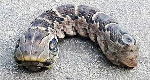 46-Year-Old Woman Discovered The Bizarre Creature In Her Garden