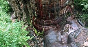 5,400-Year-Old Tree "Great Grandfather" Is Discovered in Chile