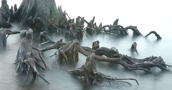 Eight Of The World's Creepiest Trees In The World
