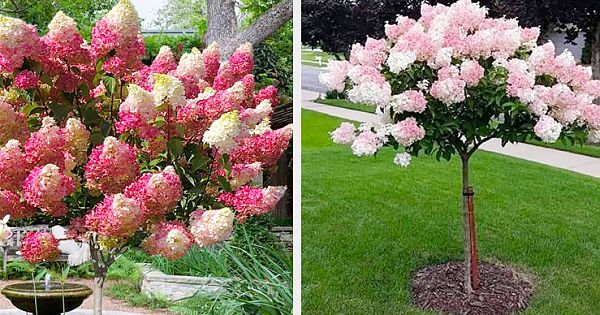 How To Grow A Hydrangea Tree (Hydrangea Paniculata): All You Need To Know