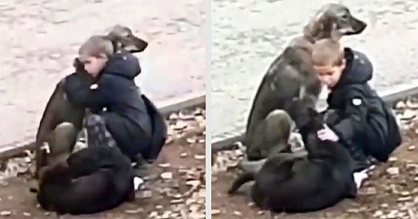 Sweet Boy's Actions Were Filmed Approaching Street Dogs By A Stranger When He Thinks That No One's Watching