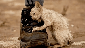 Everyone Was Warned Not To Touch This Cat, But This Guy Did. This Is Heartbreaking.