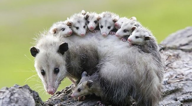 Study: Opossums are Our Best Defense Against Lyme Disease, Killing 5000 Ticks Per Week Each