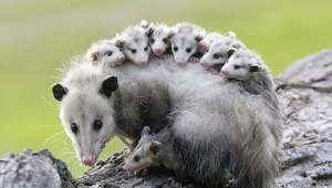 Study: Opossums are Our Best Defense Against Lyme Disease, Killing 5000 Ticks Per Week Each