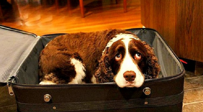 Husband Sneaks Dog Into Hospital In A Suitcase So His Dying Wife Can Say Goodbye