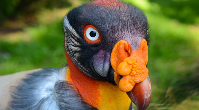 A King Vulture Was Born For the First Time at Zoo Ave Costa Rica