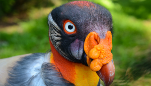 A King Vulture Was Born For the First Time at Zoo Ave Costa Rica