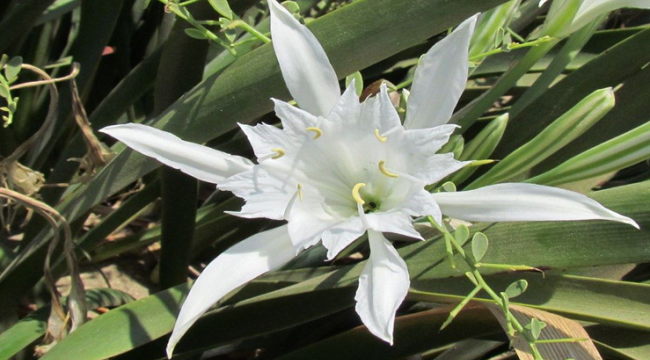 Sand Lilies Taken Under Protection