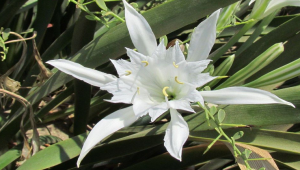 Sand Lilies Taken Under Protection