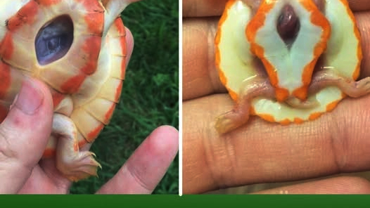 Swim in Peace: The Inspiring Albino Turtle Named Hope Has Passed Away