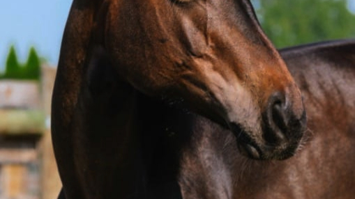 Farewell to Seven: The Tiny Foal with a Giant Heart Who Defied the Odds