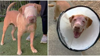 From Trauma to Triumph: Burned and Left for Dead, Buddy the Dog Is Thriving Today