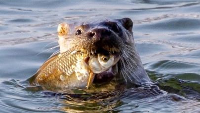 Su samuru Marmara’da yeniden görüldü: Bilim insanlarından izleme çağrısı