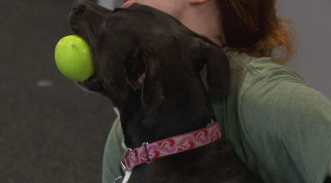 Animal Refuge League Launches Call for Volunteers to Support Lifesaving Dog Mentorship Program