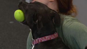 Animal Refuge League Launches Call for Volunteers to Support Lifesaving Dog Mentorship Program