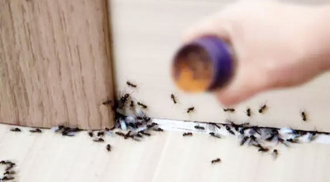 Evde Karınca Sorununa Doğal ve Etkili Çözüm: Bu Baharatla Hepsi Uzak Duruyor!