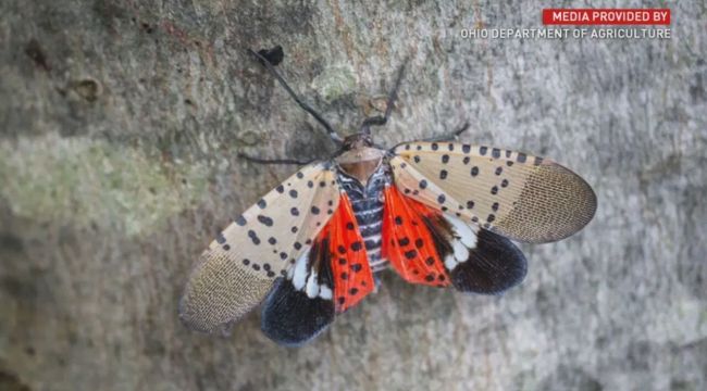 Invasive Spotted Lanternfly Outbreak Expands Across 19 States, Threatening Vineyards and Ecosystems