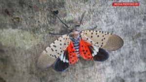 Invasive Spotted Lanternfly Outbreak Expands Across 19 States, Threatening Vineyards and Ecosystems