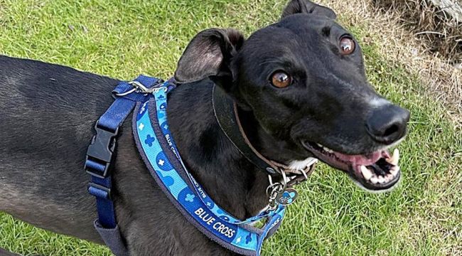 Retired Greyhound Seeks Loving Forever Home in Bromsgrove