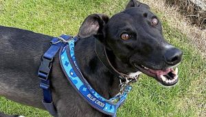 Retired Greyhound Seeks Loving Forever Home in Bromsgrove