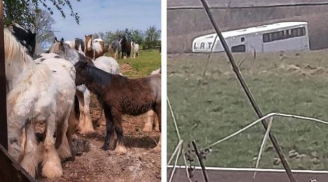 RSPCA and Police Remove 90 Horses from Worcestershire Farm Amid Welfare Concerns 