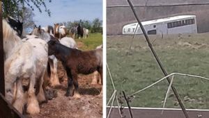 RSPCA and Police Remove 90 Horses from Worcestershire Farm Amid Welfare Concerns 