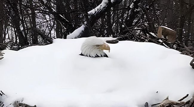Snowbound but Unshaken: Devoted Eagle Mom Braves Winter to Protect Her Eggs