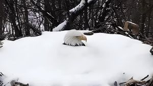 Snowbound but Unshaken: Devoted Eagle Mom Braves Winter to Protect Her Eggs