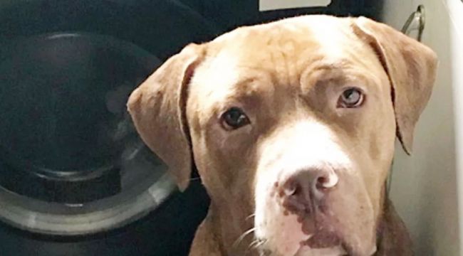 Two Arrested, One Suspect at Large, and Family Dog Missing After Glenburn Home Invasion