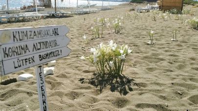 Antik Kent Kıyılarında Kum Zambakları Koruma Altında