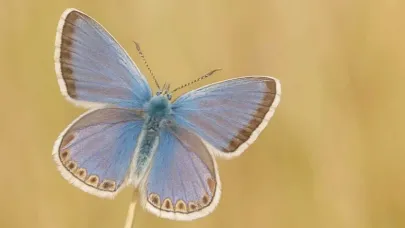 Atlas Dağları’nın minik kelebeği büyük bir genetikte rekor