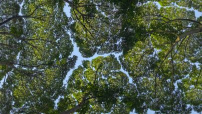 Why Do Trees Avoid Touching? The Fascinating Science of Crown Shyness