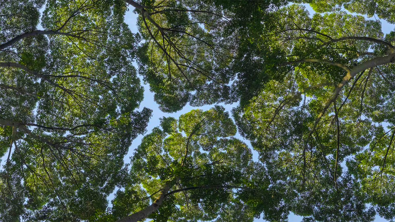 Why Do Trees Avoid Touching? The Fascinating Science of Crown Shyness