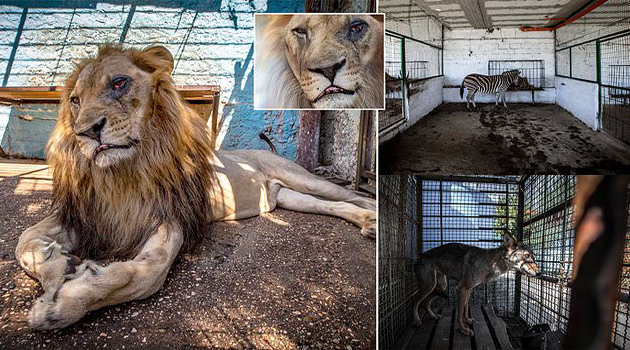 Animals are rescued from zoo from hell in Albinia