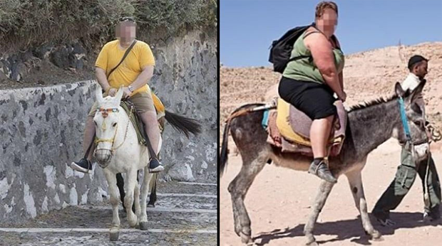 Santorini decided to ban fat tourists riding donkeys