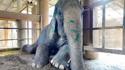 After 80 Years of Hardship, Rescued Elephant SomBoon Finally Lies Down to Rest for the First Time
