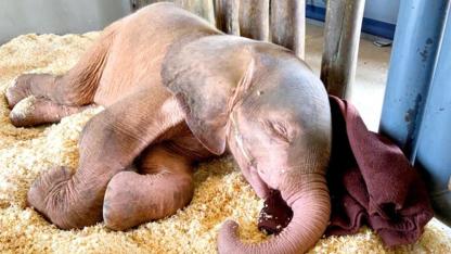 Albino Elephant Calf Khanyisa Rescued After Four Days Trapped in a Snare in South Africa