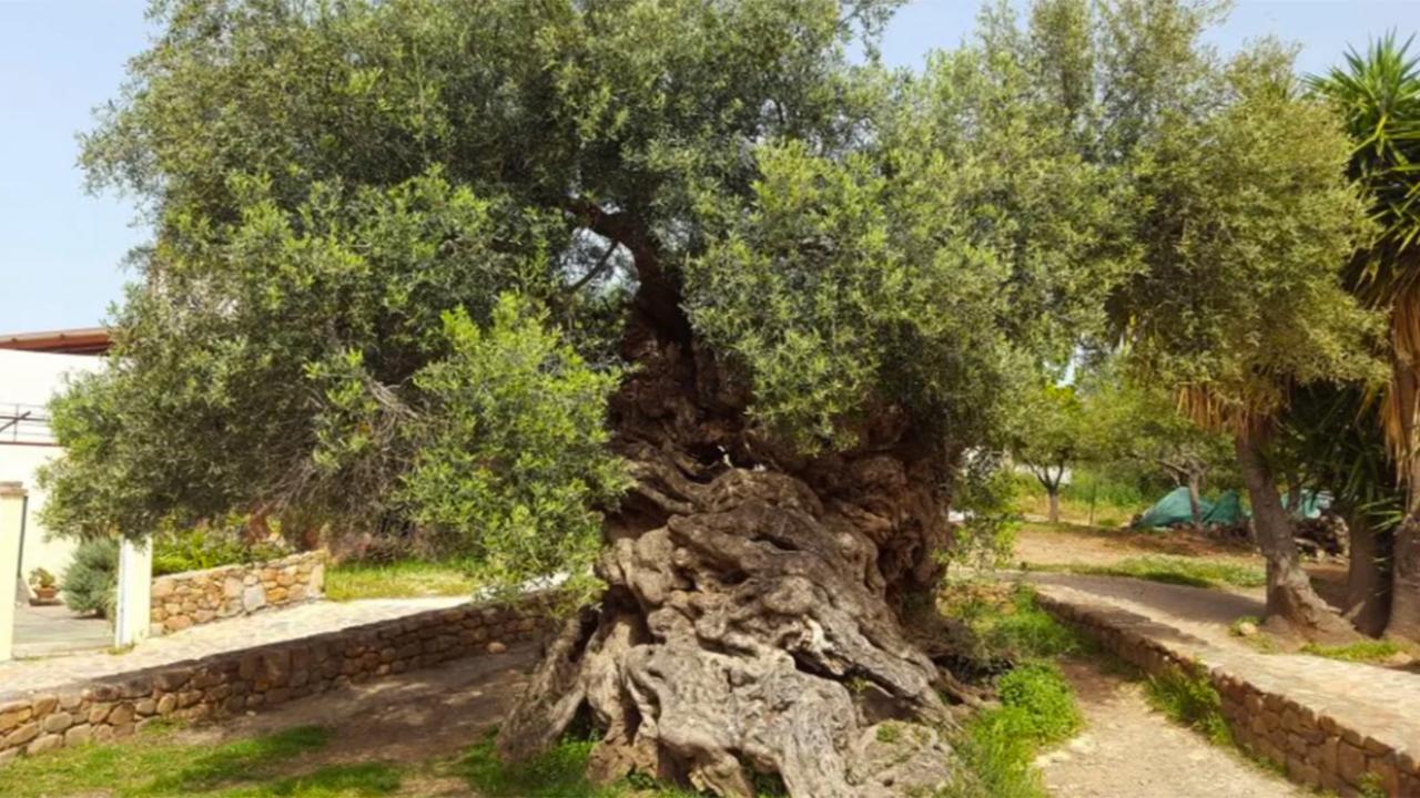 Ancient Olive of Crete Still Bears Fruit After 3,000 Years