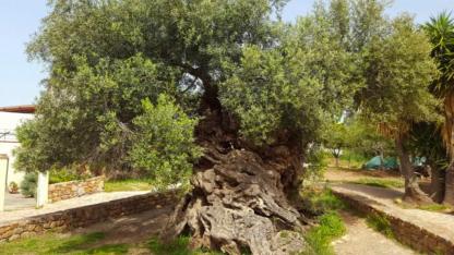 Ancient Olive of Crete Still Bears Fruit After 3,000 Years