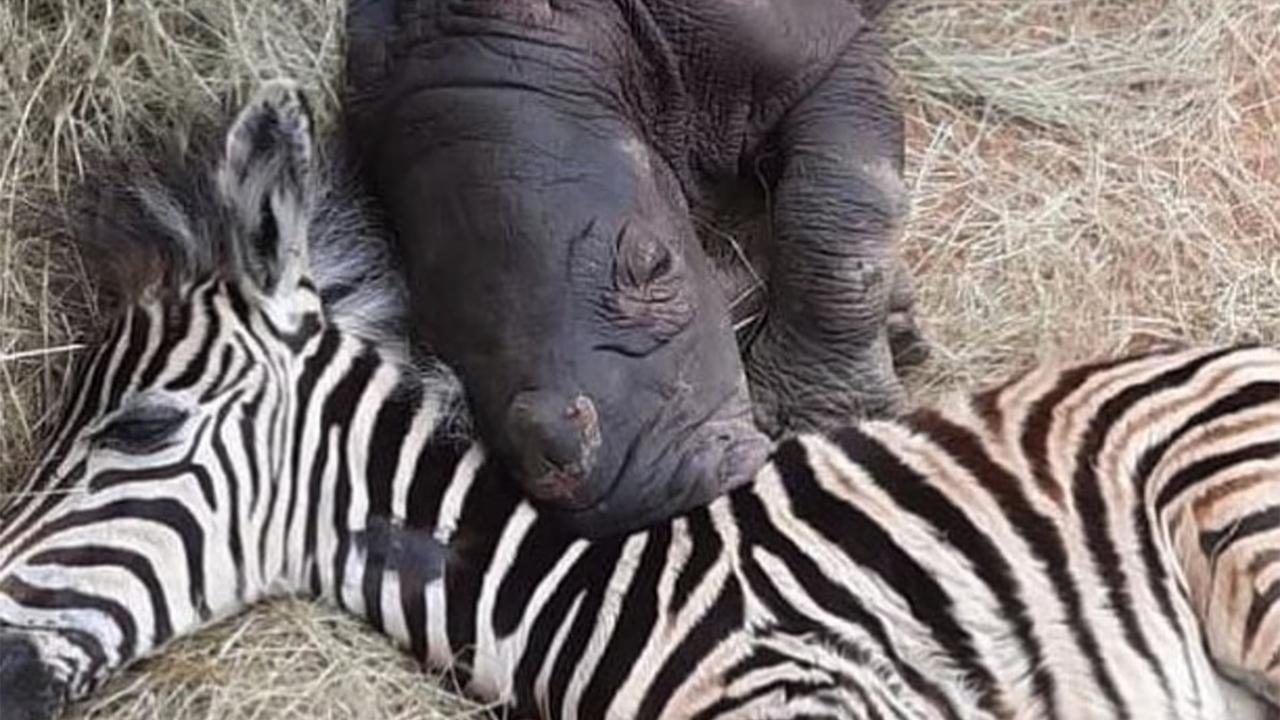 Baby Zebra Becomes Best Friend and Healer for Orphaned Rhino Calf in South Africa
