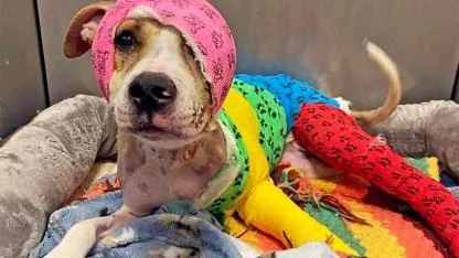 Burned but Unbroken: Riona the Brave Dog Finally Finds Her Forever Home After a Year of Healing