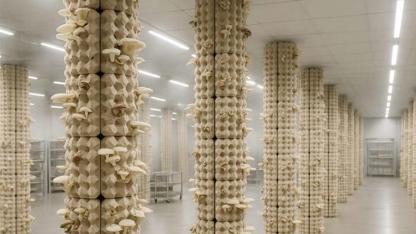 Dutch Farmers Grow Mushrooms in Vertical Towers Made from Recycled Egg Cartons