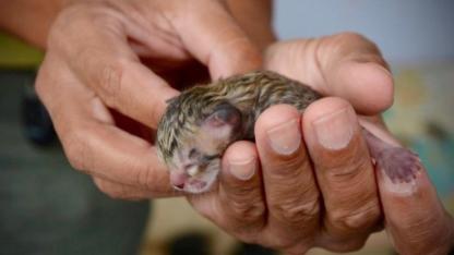Family Rescues Tiny ‘Kitten’ Only to Discover it’s not a regular kitten