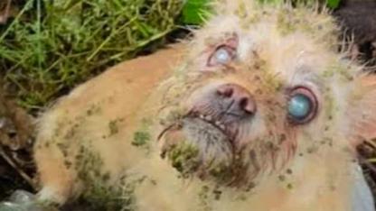 From Darkness to Light: The Miraculous Rescue of Agnes and Nellie
